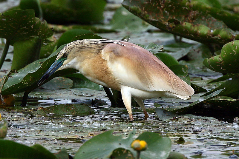 Sgarza ciuffetto (Ardeola ralloides)