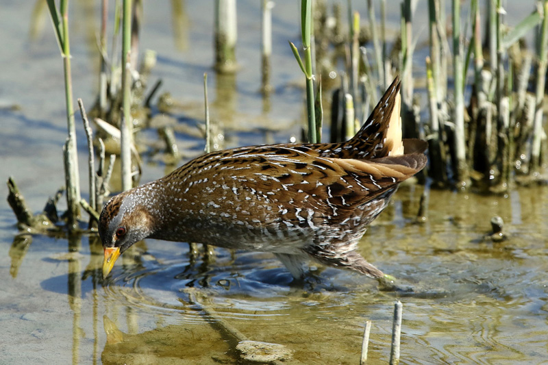 Voltolino (Porzana porzana)