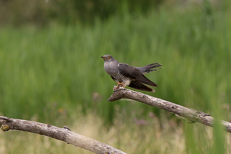 Cuculo (cuculus canorus)