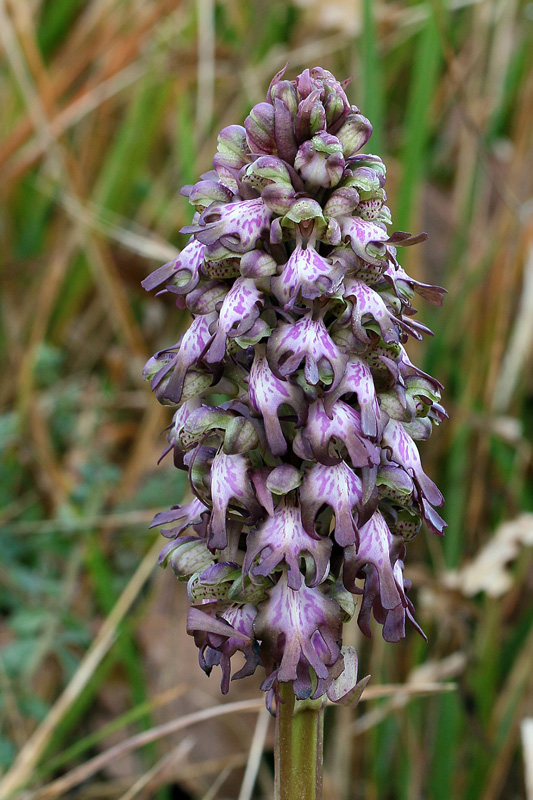 Himantoglossum robertianum (Loisel.) P. Delforge