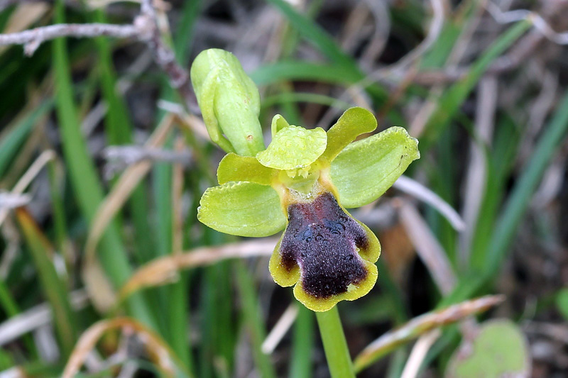 Ophrys blitopertha H.F.Paulus