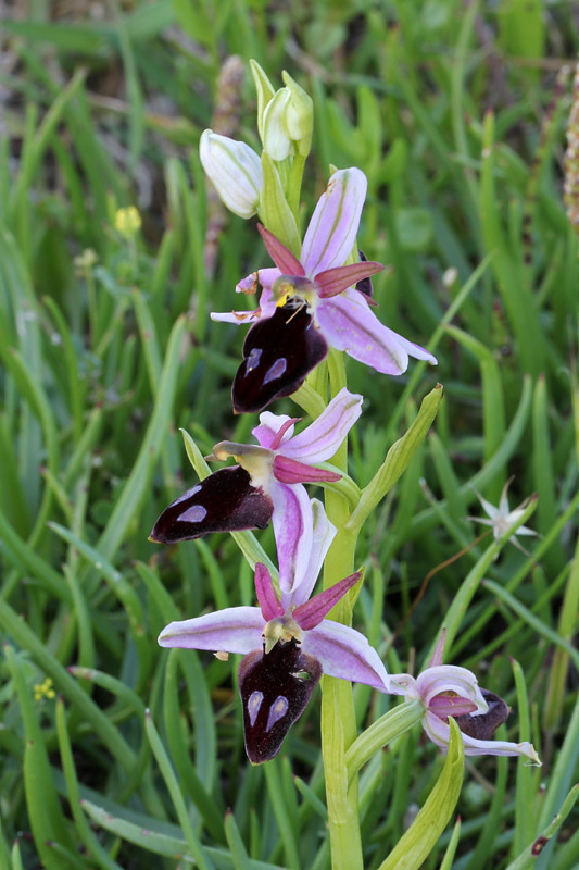 Ophrys ferrum-equinum Desf.