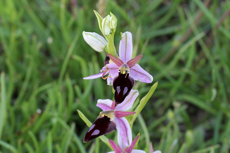 Ophrys ferrum-equinum Desf.