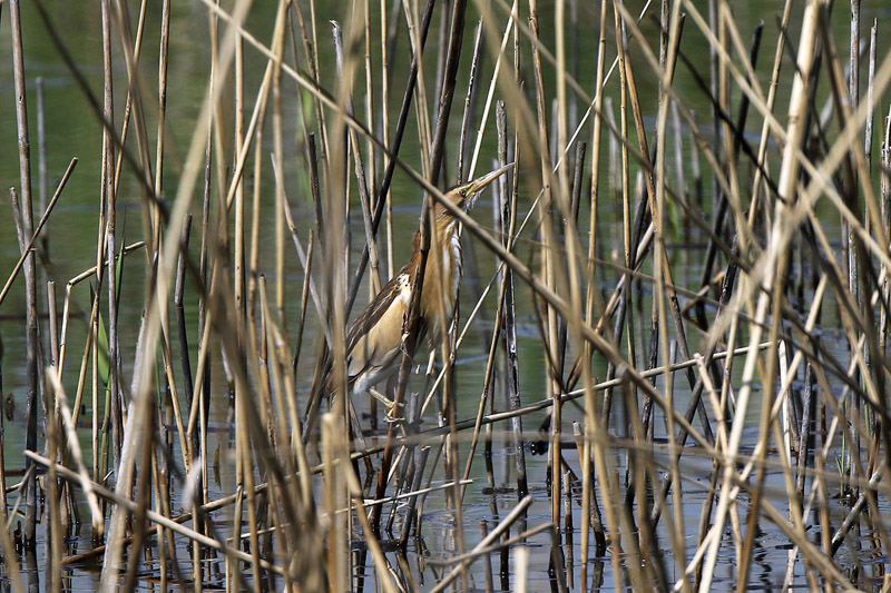 Tarabusino (Ixobrychus minutus)