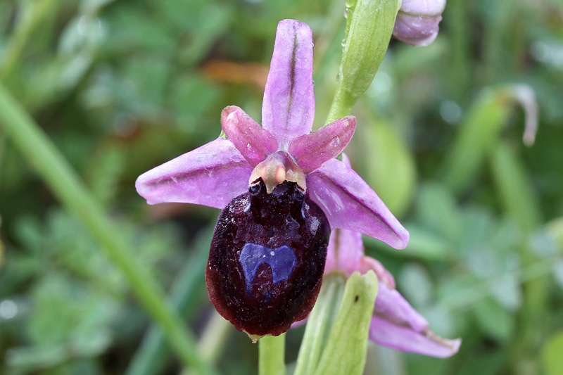 Ophrys ferrum-equinum Desf.