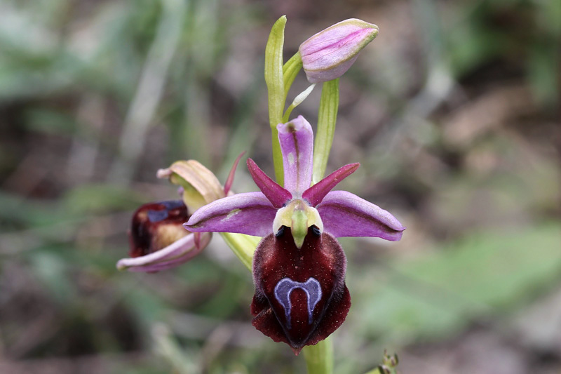 Ophrys ferrum-equinum Desf.