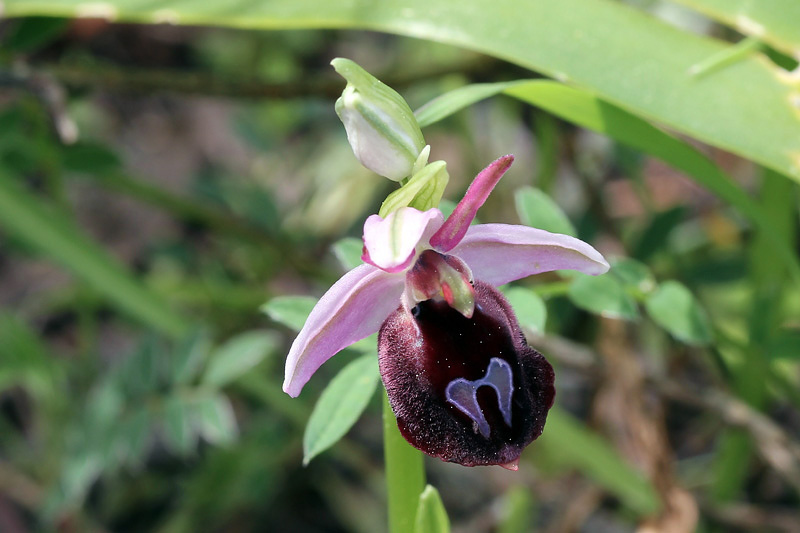 Ophrys ferrum-equinum Desf.