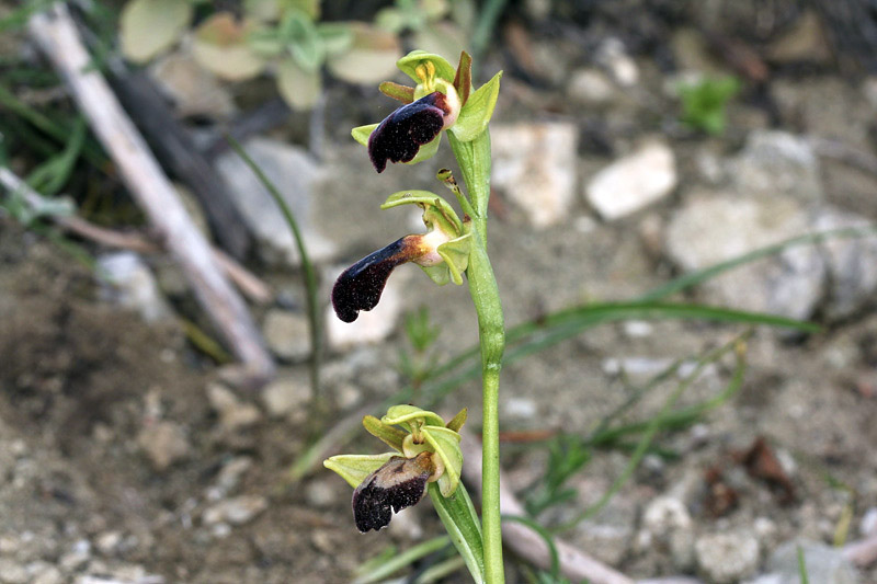 Ophrys iricolor Desf.