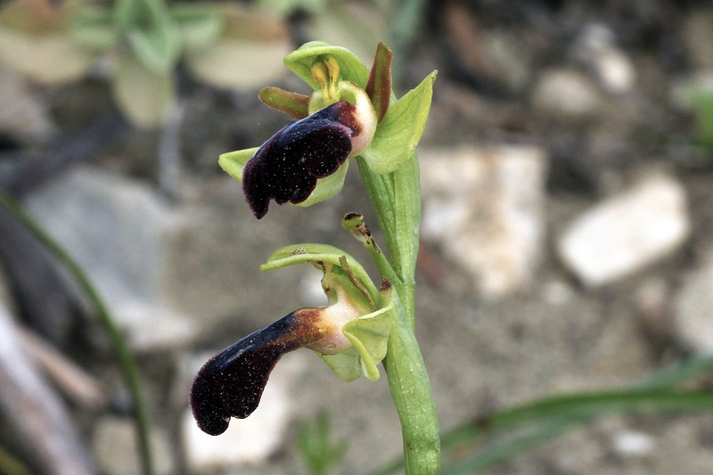 Ophrys iricolor Desf.