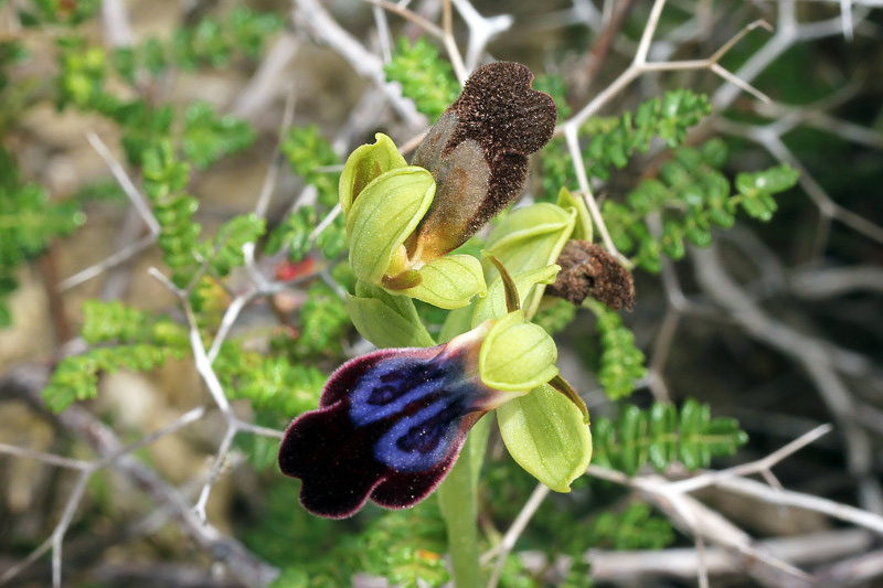 Ophrys iricolor Desf.