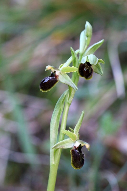 Ophrys minipassionis Romolini & Soca