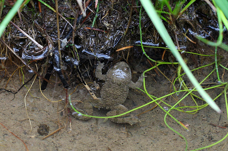 Bombina variegata L.