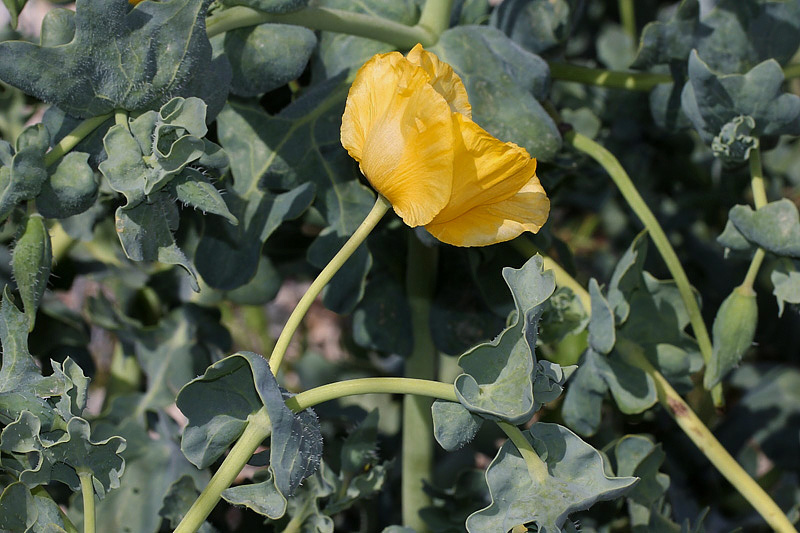 Glaucium flavum / Papavero cornuto