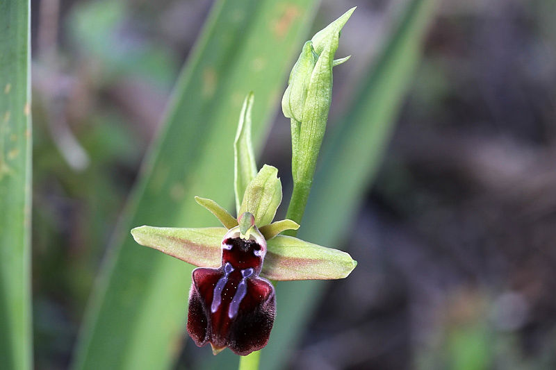 Ophrys mammosa Desfontaines