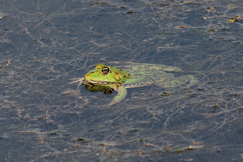 Rana verde - Pelophylax cfr. ridibundus? (RE)