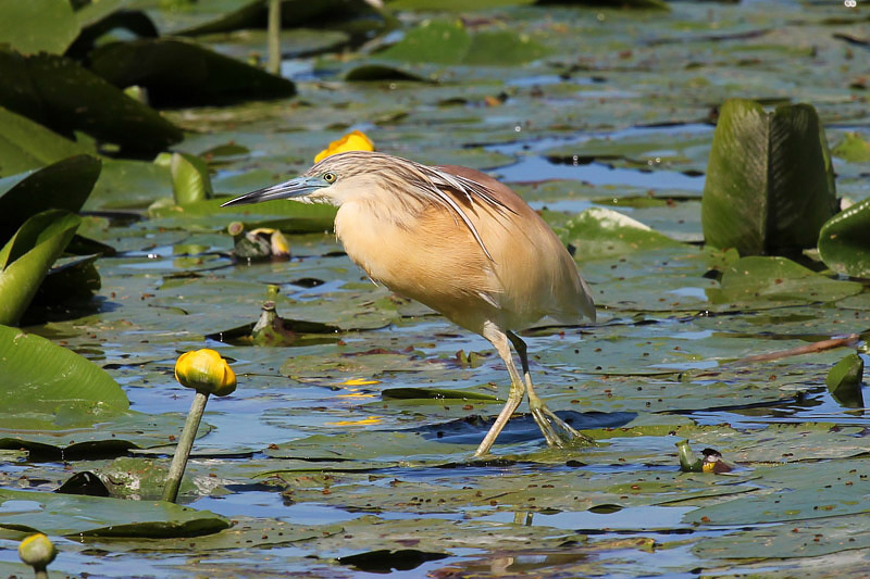 Sgarza ciuffetto (Ardeola ralloides)