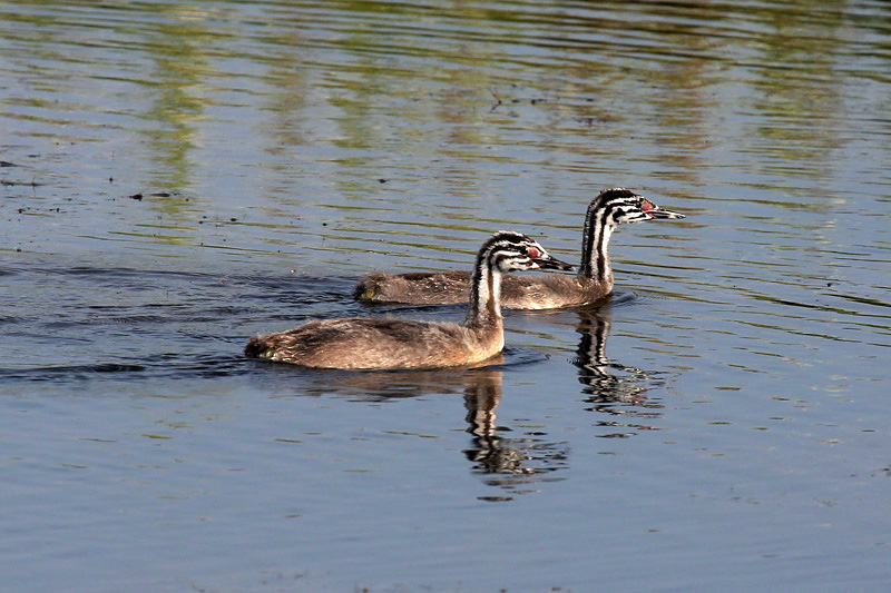 Svasso maggiore (Podiceps cristatus)