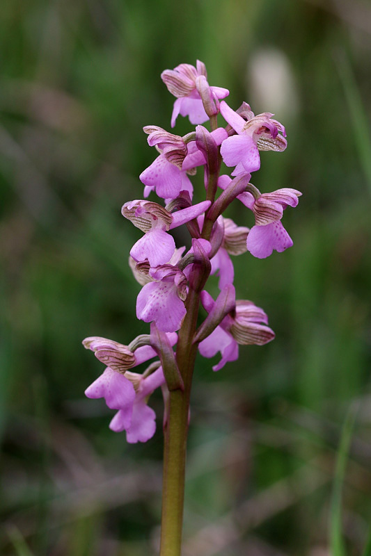 Anacamptis morio (L.) R.M. Bateman, Pridgeon & M.W. Chase