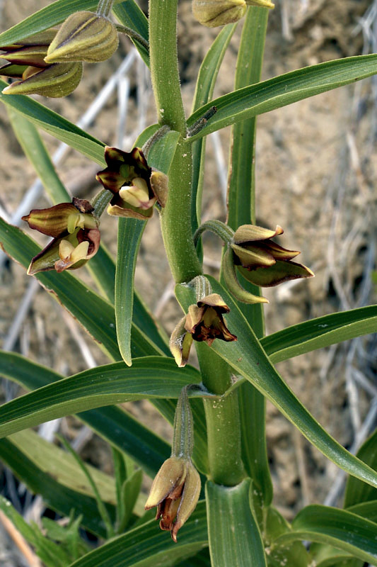 Epipactis veratrifolia Boiss. & Homen.