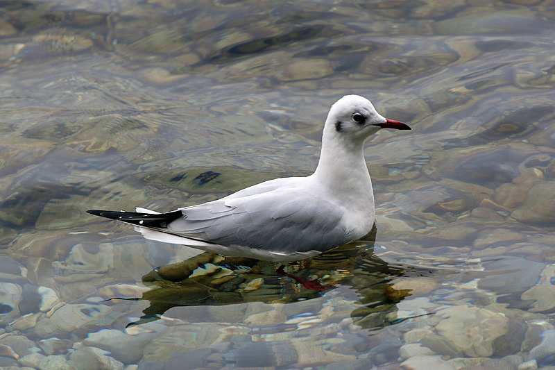 Gabbiano comune / Chroicocephalus (ex Larus) ridibundus