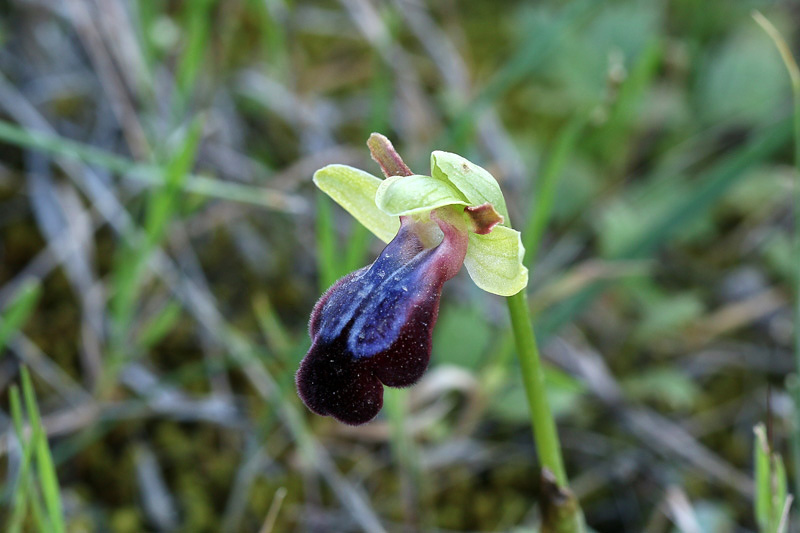 Ophrys iricolor Desf.