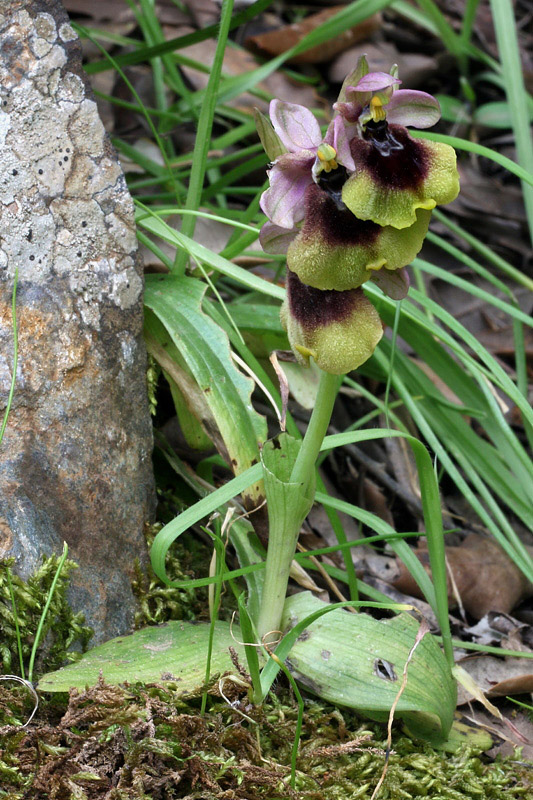 Ophrys normanii J.J. Wood (pro. Hybr.)