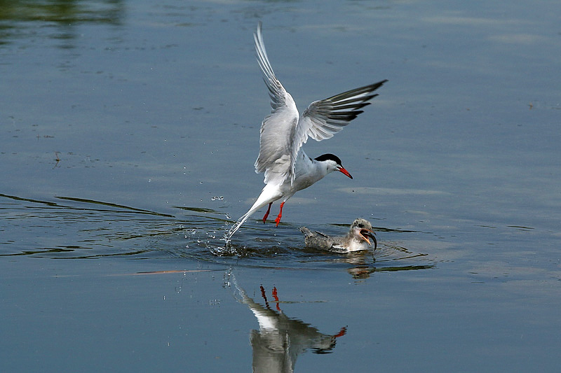 Pranzo in volo