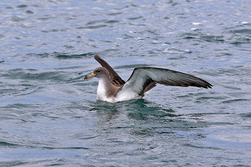 Berta maggiore (Calonectris diomedea)