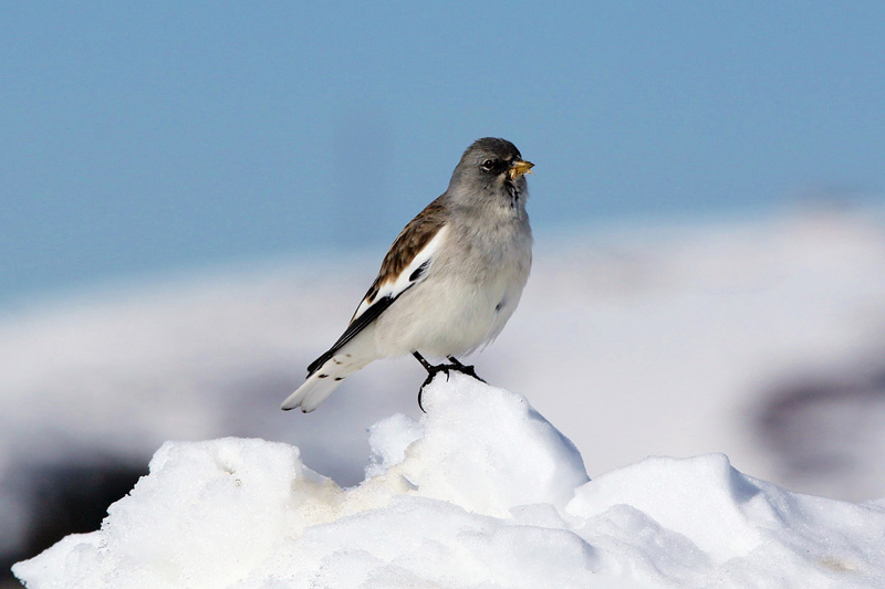 Fringuello alpino (Montifringilla nivalis)