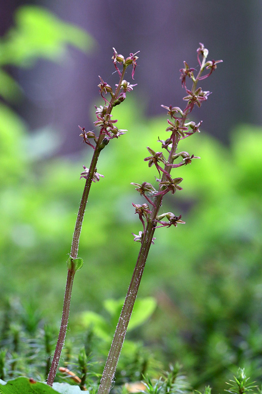 Neottia cordata (=Listera cordata)