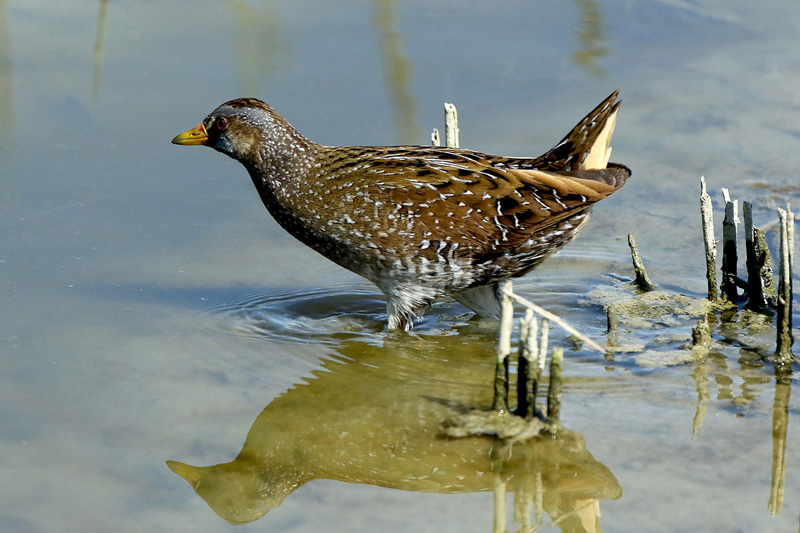 Voltolino (Porzana porzana)