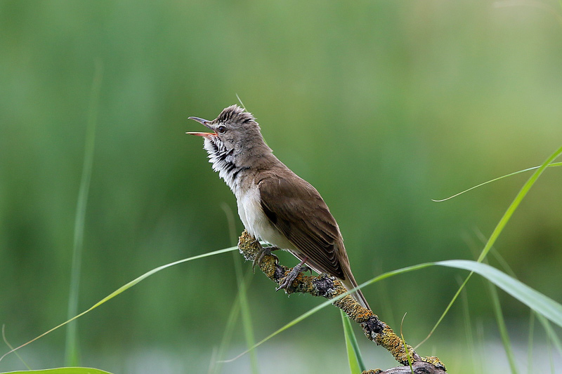 Cannareccione (Acrocephalus arundinaceus)