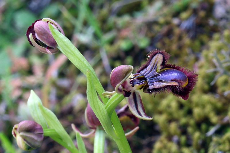 Ophrys speculum Link