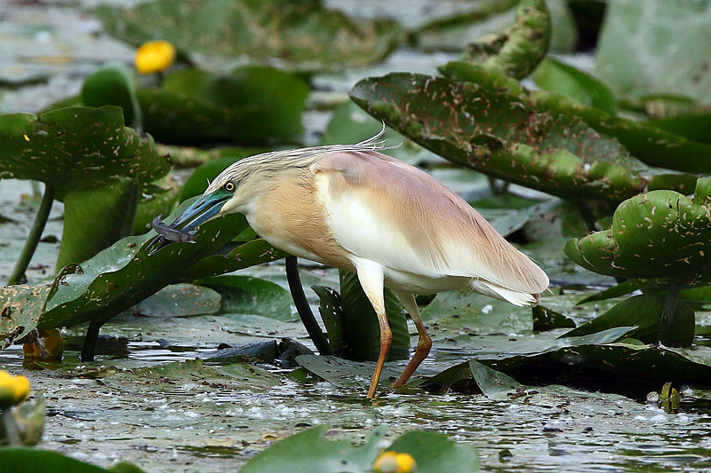 Sgarza ciuffetto (Ardeola ralloides)