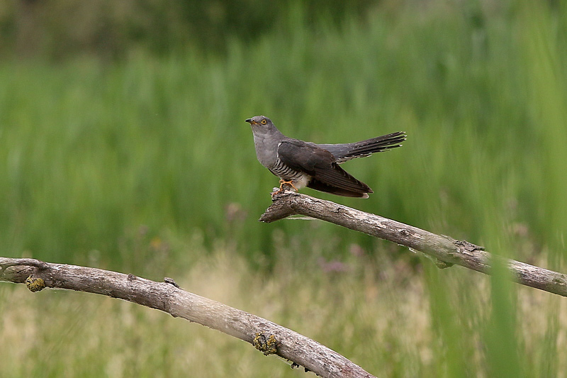 Cuculo (cuculus canorus)