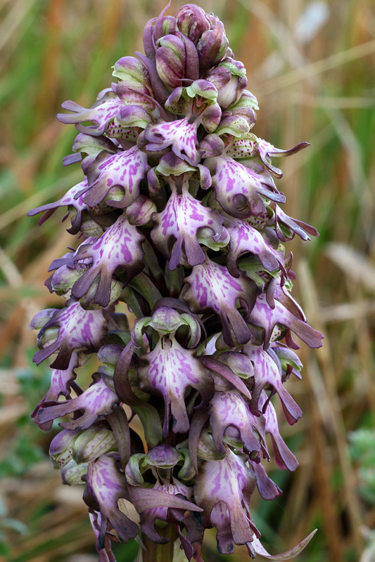 Himantoglossum robertianum (Loisel.) P. Delforge