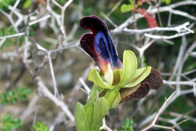 Ophrys iricolor Desf.