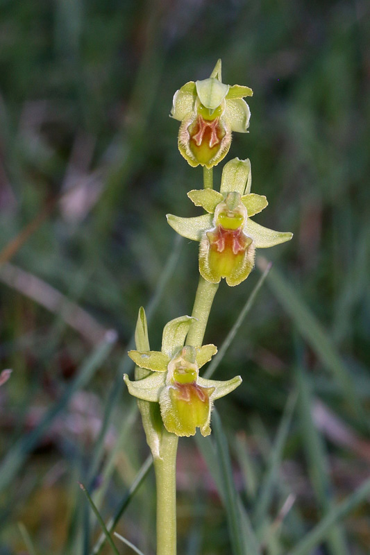 Ophrys minipassionis Romolini & Soca