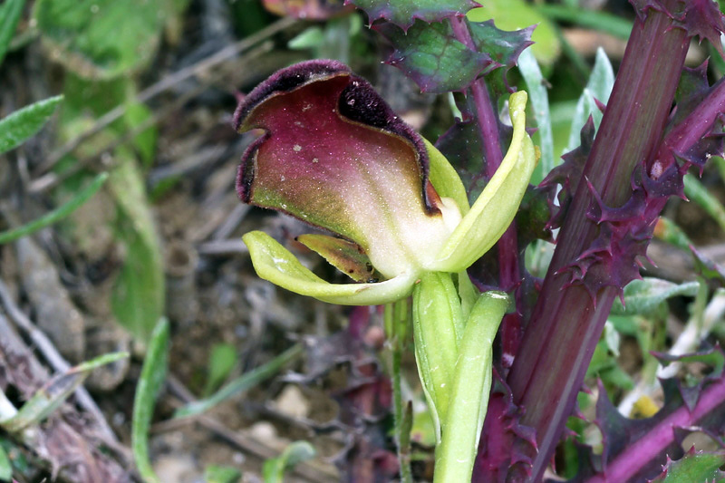 Ophrys iricolor Desf.