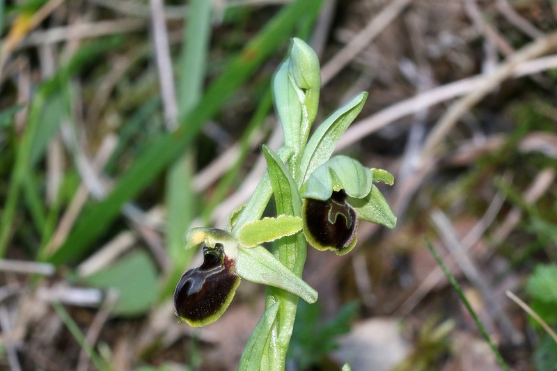 Ophrys minipassionis Romolini & Soca