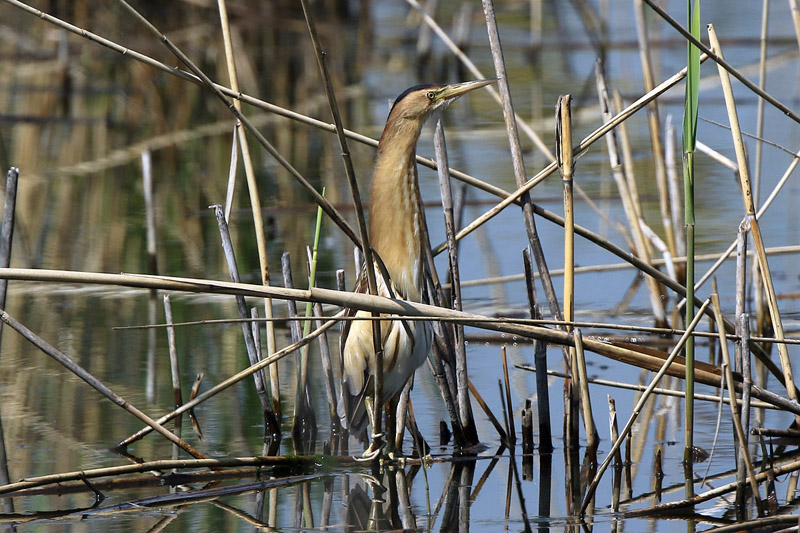 Tarabusino (Ixobrychus minutus)