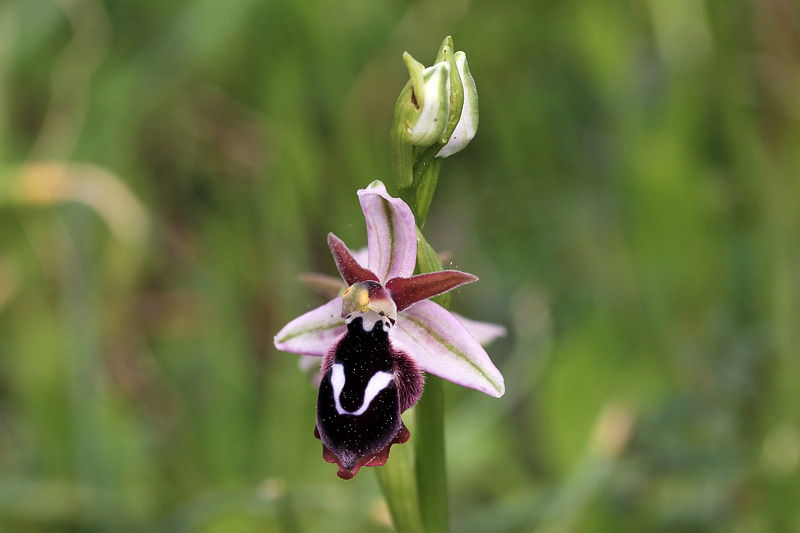 Ophrys reinholdii  Spruner ex  Fleischmann