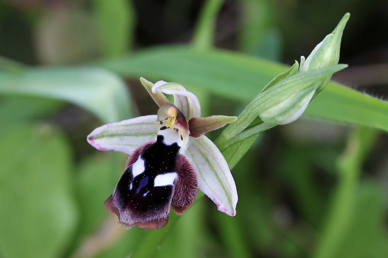 Ophrys reinholdii  Spruner ex  Fleischmann