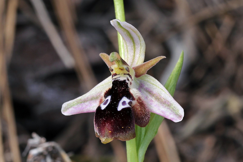 Ophrys reinholdii  Spruner ex  Fleischmann