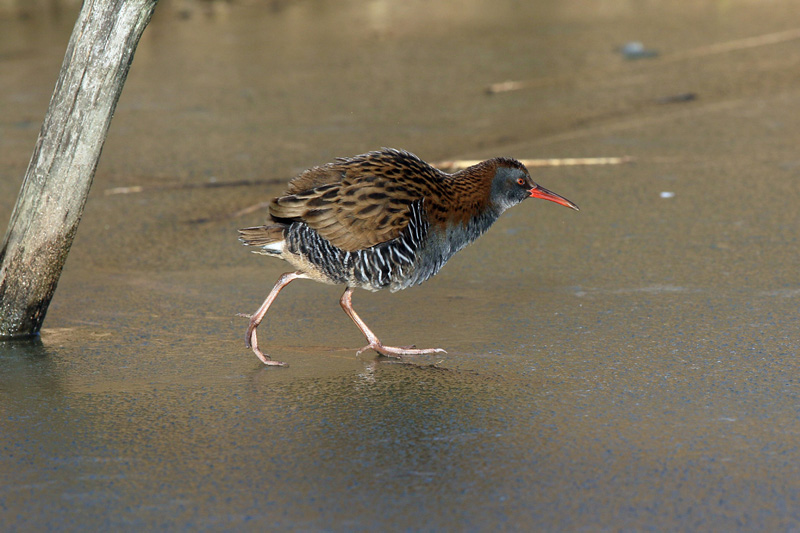 Porciglione (Rallus aquaticus)