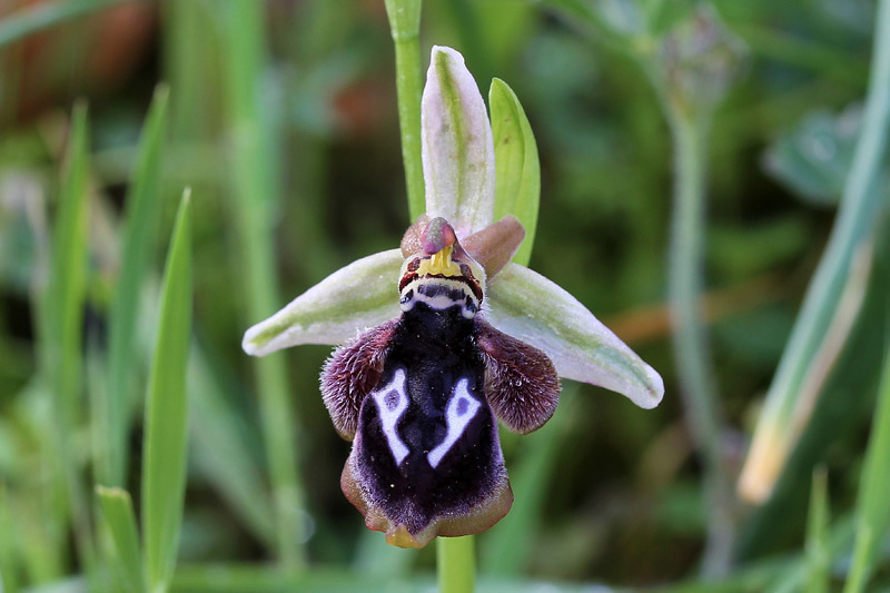 Ophrys reinholdii  Spruner ex  Fleischmann