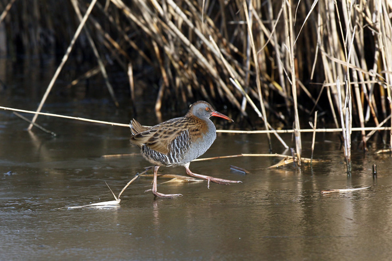 Porciglione (Rallus aquaticus)