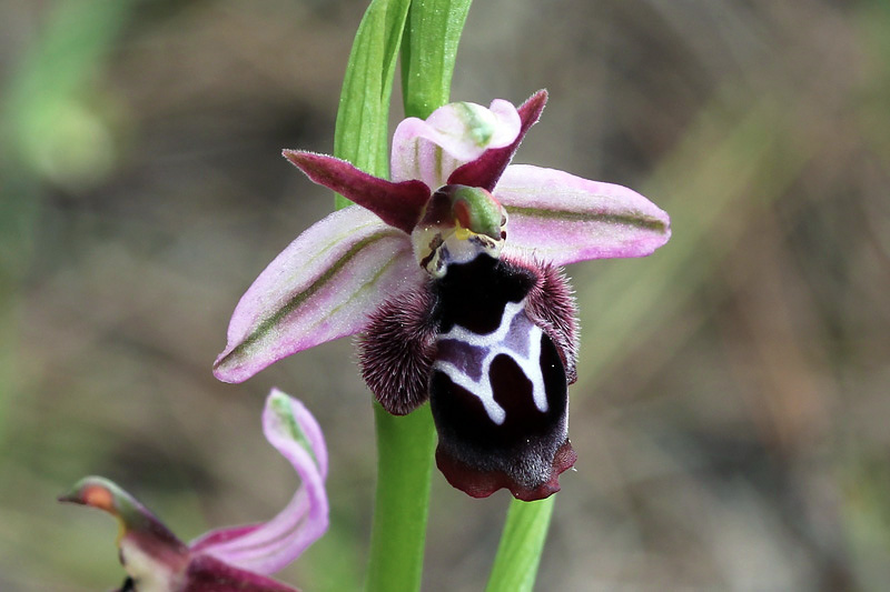 Ophrys reinholdii  Spruner ex  Fleischmann