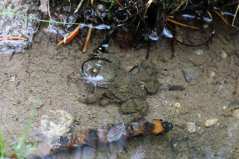 Bombina variegata L.