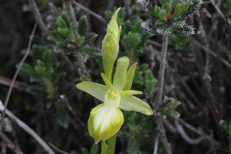 Ophrys mammosa Desfontaines